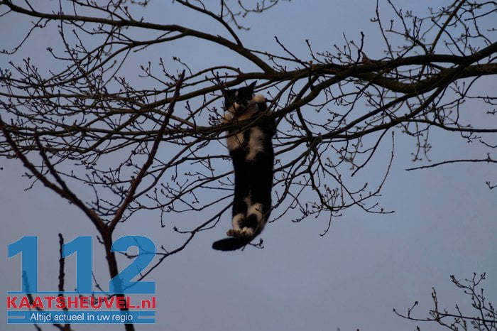 2015-01-27-1077-Katje bungelt aan tak Drunen