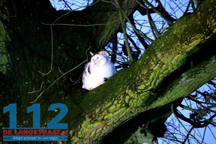 Brandweer redt kat na twee dagen uit boom Kaatsheuvel 4 Brandweer redt kat na twee dagen uit boom Kaatsheuvel 112 De Langstraat