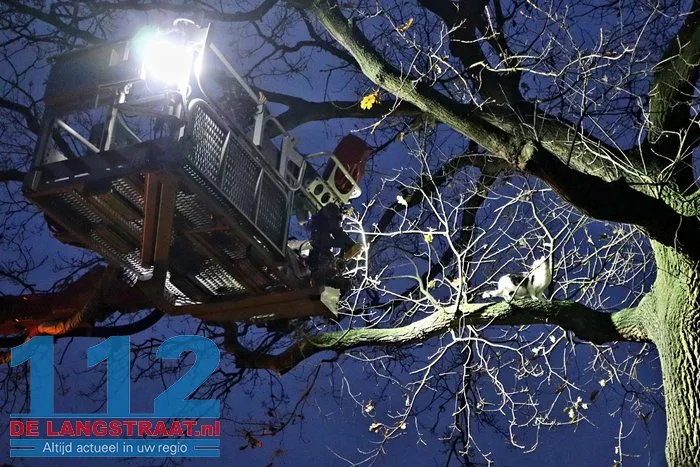 Brandweer redt kat na twee dagen uit boom Kaatsheuvel 5 Brandweer redt kat na twee dagen uit boom Kaatsheuvel 112 De Langstraat