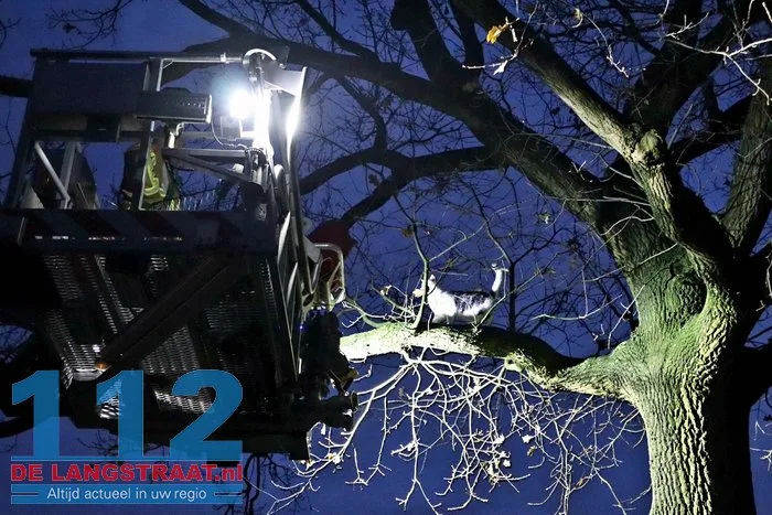 Brandweer redt kat na twee dagen uit boom Kaatsheuvel 6 Brandweer redt kat na twee dagen uit boom Kaatsheuvel 112 De Langstraat