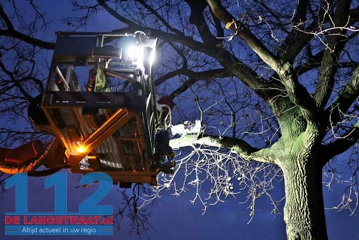 Brandweer redt kat na twee dagen uit boom Kaatsheuvel 8 Brandweer redt kat na twee dagen uit boom Kaatsheuvel 112 De Langstraat