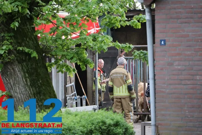 Brandweer helpt stieren die met poten vastzitten in rooster van mestput in Kaatsheuvel 3 Brandweer helpt stieren die met poten vastzitten in rooster van mestput in Kaatsheuvel 112 De Langstraat