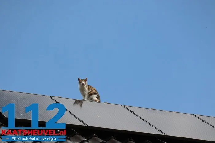 Poes Jynx gaat op avontuur en klimt via dakraam op het dak Kaatsheuvel 3 Poes Jynx gaat op avontuur en klimt via dakraam op het dak Kaatsheuvel 112 De Langstraat