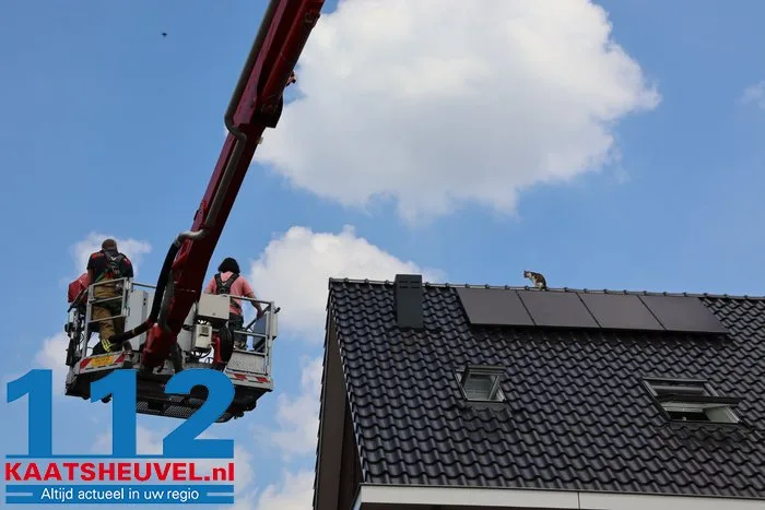 Poes Jynx gaat op avontuur en klimt via dakraam op het dak Kaatsheuvel 4 Poes Jynx gaat op avontuur en klimt via dakraam op het dak Kaatsheuvel 112 De Langstraat