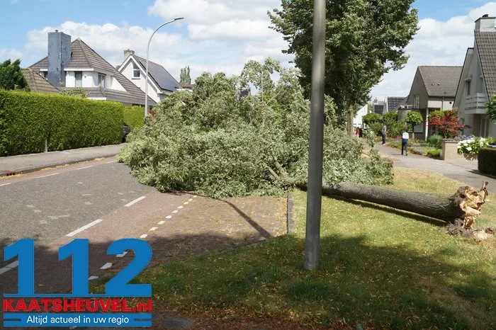Twee bomen gesneuveld door storm aan de Vincent van Goghlaan Waalwijk 1 Twee bomen gesneuveld door storm aan de Vincent van Goghlaan Waalwijk 112 De Langstraat