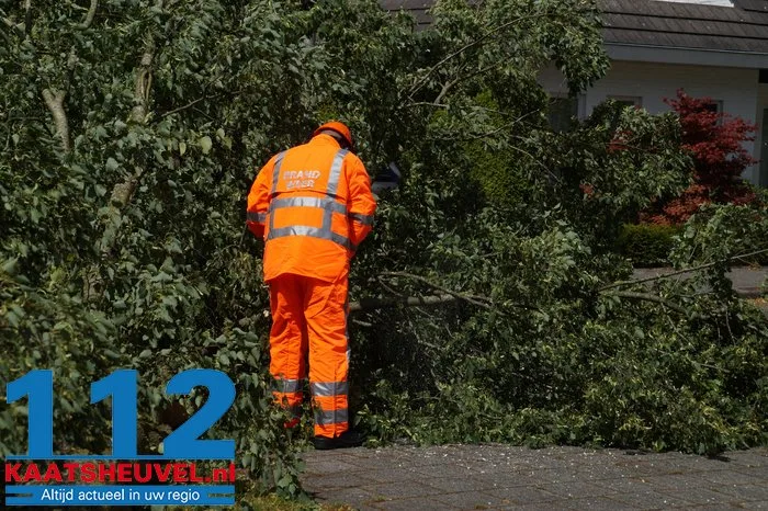 Twee bomen gesneuveld door storm aan de Vincent van Goghlaan Waalwijk 2 Twee bomen gesneuveld door storm aan de Vincent van Goghlaan Waalwijk 112 De Langstraat