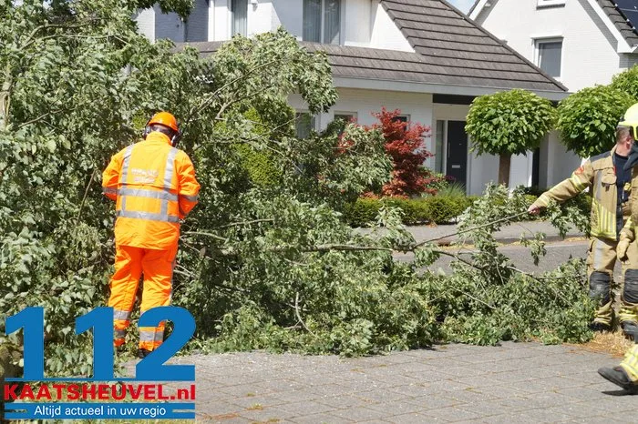 Twee bomen gesneuveld door storm aan de Vincent van Goghlaan Waalwijk 3 Twee bomen gesneuveld door storm aan de Vincent van Goghlaan Waalwijk 112 De Langstraat