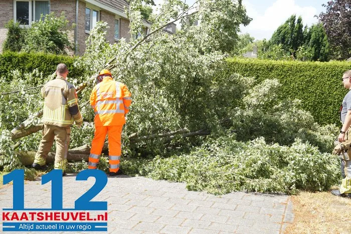 Twee bomen gesneuveld door storm aan de Vincent van Goghlaan Waalwijk 9 Twee bomen gesneuveld door storm aan de Vincent van Goghlaan Waalwijk 112 De Langstraat
