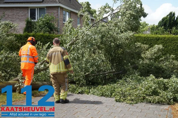 Twee bomen gesneuveld door storm aan de Vincent van Goghlaan Waalwijk 10 Twee bomen gesneuveld door storm aan de Vincent van Goghlaan Waalwijk 112 De Langstraat