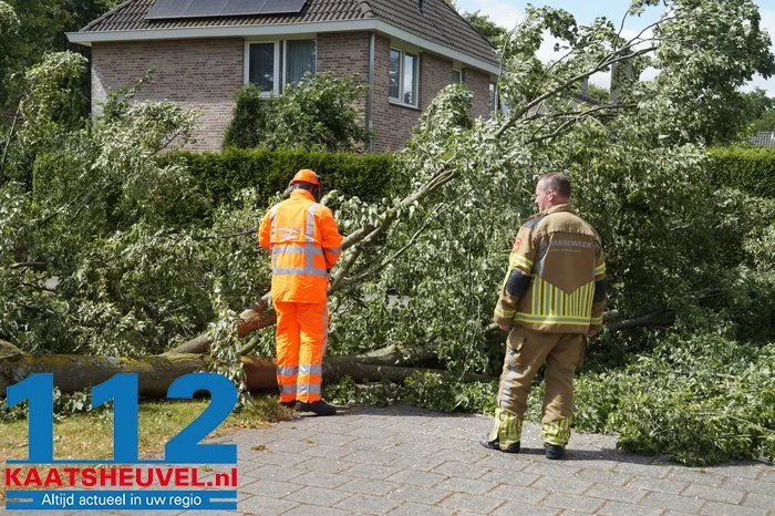 Twee bomen gesneuveld door storm aan de Vincent van Goghlaan Waalwijk 11 Twee bomen gesneuveld door storm aan de Vincent van Goghlaan Waalwijk 112 De Langstraat