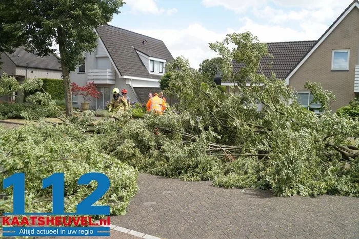 Twee bomen gesneuveld door storm aan de Vincent van Goghlaan Waalwijk 21 Twee bomen gesneuveld door storm aan de Vincent van Goghlaan Waalwijk 112 De Langstraat