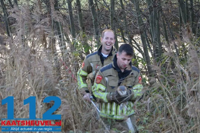 Brandweer Sprang-Capelle bevrijdt uil die vastzit in boom door visdraad 112 De Langstraat