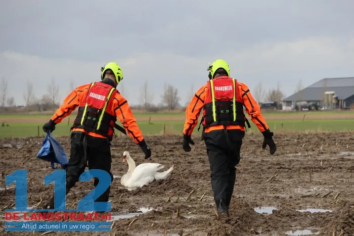 Gewonde zwanen zitten vast in de modder, brandweer schiet te hulp 3 Gewonde zwanen zitten vast in de modder, brandweer schiet te hulp 112 De Langstraat
