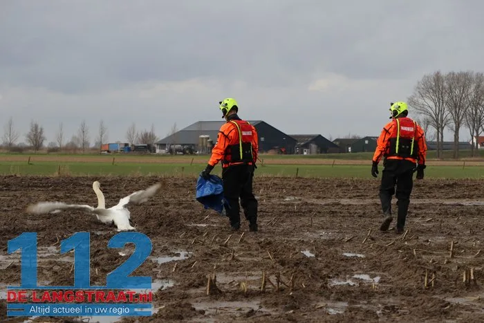 Gewonde zwanen zitten vast in de modder, brandweer schiet te hulp 4 Gewonde zwanen zitten vast in de modder, brandweer schiet te hulp 112 De Langstraat