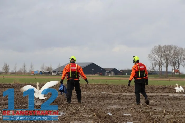 Gewonde zwanen zitten vast in de modder, brandweer schiet te hulp 5 Gewonde zwanen zitten vast in de modder, brandweer schiet te hulp 112 De Langstraat