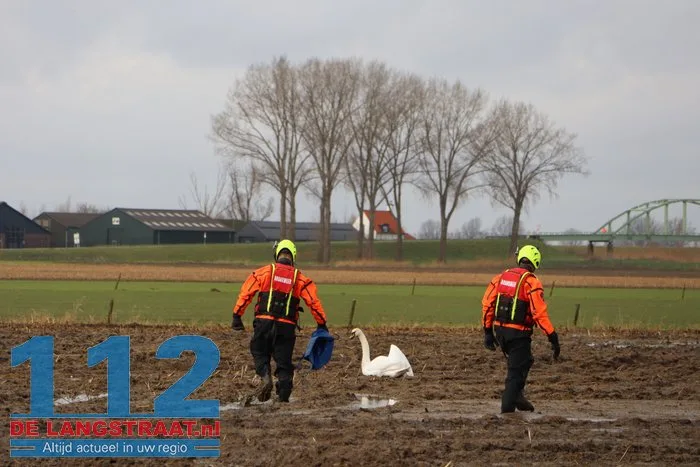 Gewonde zwanen zitten vast in de modder, brandweer schiet te hulp 6 Gewonde zwanen zitten vast in de modder, brandweer schiet te hulp 112 De Langstraat