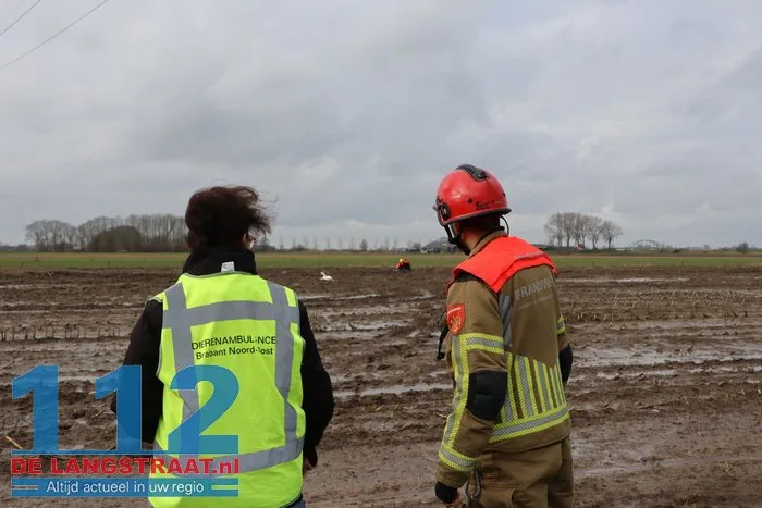 Gewonde zwanen zitten vast in de modder, brandweer schiet te hulp 9 Gewonde zwanen zitten vast in de modder, brandweer schiet te hulp 112 De Langstraat