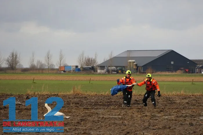 Gewonde zwanen zitten vast in de modder, brandweer schiet te hulp 12 Gewonde zwanen zitten vast in de modder, brandweer schiet te hulp 112 De Langstraat