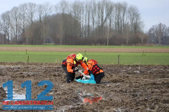 Gewonde zwanen zitten vast in de modder, brandweer schiet te hulp 21 Gewonde zwanen zitten vast in de modder, brandweer schiet te hulp 112 De Langstraat
