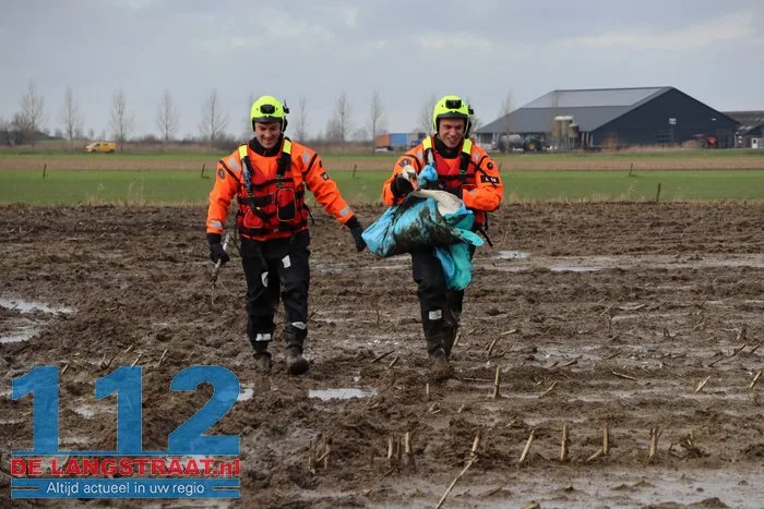 Gewonde zwanen zitten vast in de modder, brandweer schiet te hulp 23 Gewonde zwanen zitten vast in de modder, brandweer schiet te hulp 112 De Langstraat