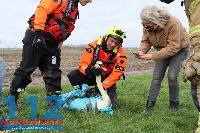 Gewonde zwanen zitten vast in de modder, brandweer schiet te hulp 27 Gewonde zwanen zitten vast in de modder, brandweer schiet te hulp 112 De Langstraat