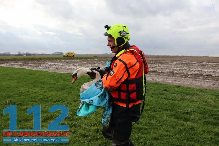 Gewonde zwanen zitten vast in de modder, brandweer schiet te hulp 28 Gewonde zwanen zitten vast in de modder, brandweer schiet te hulp 112 De Langstraat