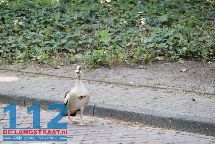 Nijlgans zet boel op stelten Dongen, hulpdiensten komen voor niets 4 Nijlgans zet boel op stelten Dongen, hulpdiensten komen voor niets 112 De Langstraat