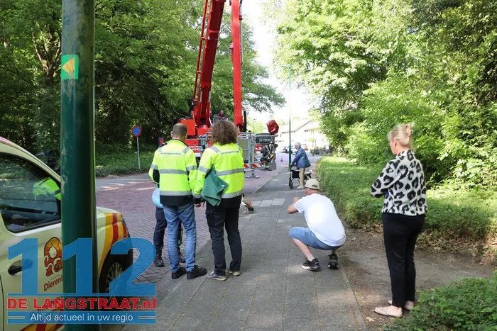 Nijlgans zet boel op stelten Dongen, hulpdiensten komen voor niets 5 Nijlgans zet boel op stelten Dongen, hulpdiensten komen voor niets 112 De Langstraat
