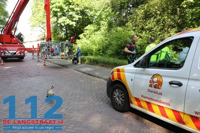 Nijlgans zet boel op stelten Dongen, hulpdiensten komen voor niets 6 Nijlgans zet boel op stelten Dongen, hulpdiensten komen voor niets 112 De Langstraat