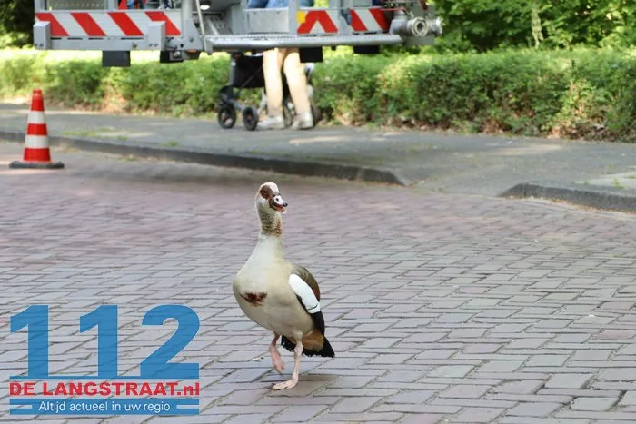 Nijlgans zet boel op stelten Dongen, hulpdiensten komen voor niets 7 Nijlgans zet boel op stelten Dongen, hulpdiensten komen voor niets 112 De Langstraat