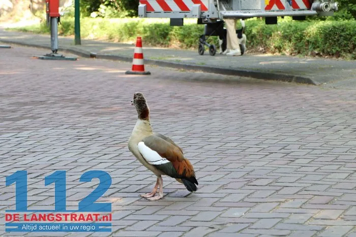 Nijlgans zet boel op stelten Dongen, hulpdiensten komen voor niets 8 Nijlgans zet boel op stelten Dongen, hulpdiensten komen voor niets 112 De Langstraat