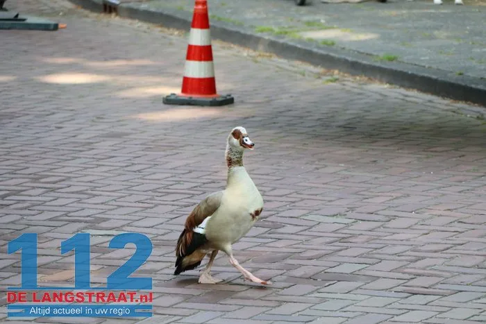 Nijlgans zet boel op stelten Dongen, hulpdiensten komen voor niets 9 Nijlgans zet boel op stelten Dongen, hulpdiensten komen voor niets 112 De Langstraat