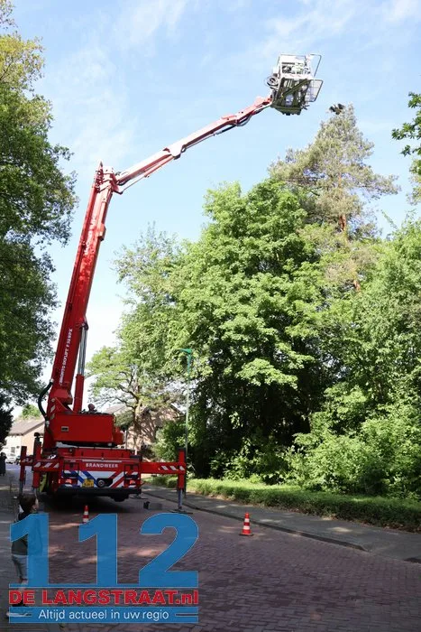Nijlgans zet boel op stelten Dongen, hulpdiensten komen voor niets 15 Nijlgans zet boel op stelten Dongen, hulpdiensten komen voor niets 112 De Langstraat