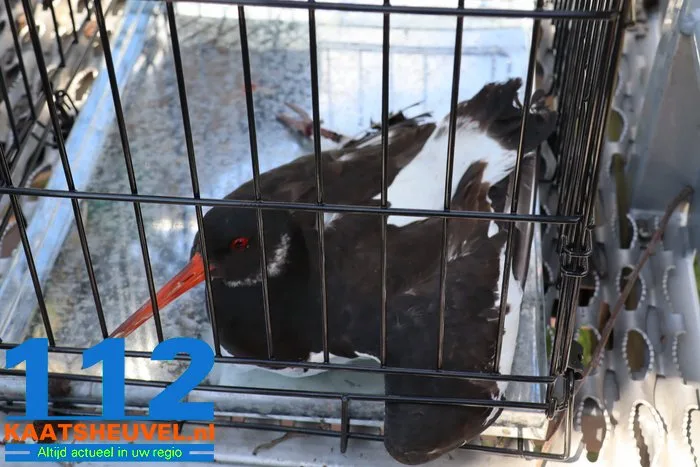 Scholekster zit met poot vast op grote hoogte in Waalwijk, brandweer haalt vogel los 7 Scholekster zit met poot vast op grote hoogte in Waalwijk, brandweer haalt vogel los 112 De Langstraat