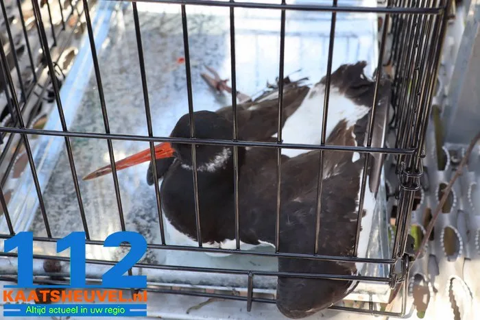 Scholekster zit met poot vast op grote hoogte in Waalwijk, brandweer haalt vogel los 8 Scholekster zit met poot vast op grote hoogte in Waalwijk, brandweer haalt vogel los 112 De Langstraat