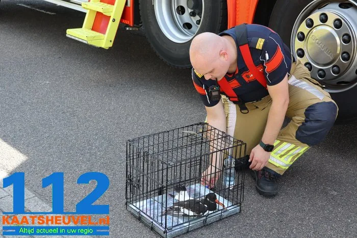 Scholekster zit met poot vast op grote hoogte in Waalwijk, brandweer haalt vogel los 9 Scholekster zit met poot vast op grote hoogte in Waalwijk, brandweer haalt vogel los 112 De Langstraat