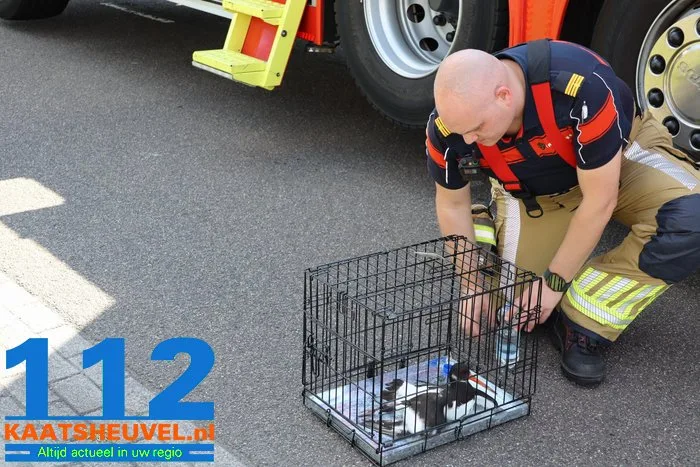 Scholekster zit met poot vast op grote hoogte in Waalwijk, brandweer haalt vogel los 10 Scholekster zit met poot vast op grote hoogte in Waalwijk, brandweer haalt vogel los 112 De Langstraat