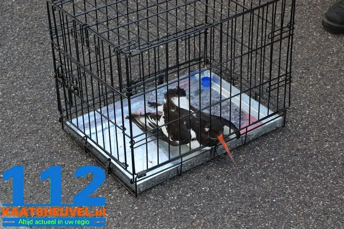 Scholekster zit met poot vast op grote hoogte in Waalwijk, brandweer haalt vogel los 11 Scholekster zit met poot vast op grote hoogte in Waalwijk, brandweer haalt vogel los 112 De Langstraat
