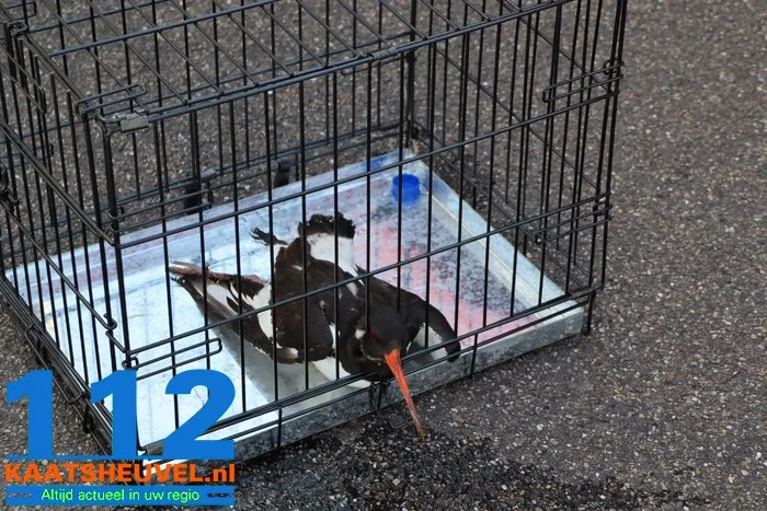 Scholekster zit met poot vast op grote hoogte in Waalwijk, brandweer haalt vogel los 12 Scholekster zit met poot vast op grote hoogte in Waalwijk, brandweer haalt vogel los 112 De Langstraat