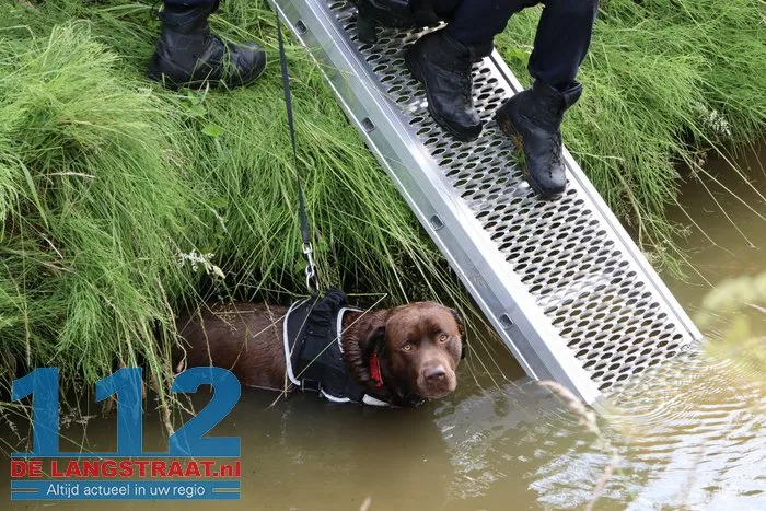 Hond belandt in sloot in Sprang-Capelle, politie en brandweer schieten te hulp 5 Hond belandt in sloot in Sprang-Capelle, politie en brandweer schieten te hulp 112 De Langstraat
