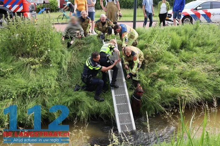 Hond belandt in sloot in Sprang-Capelle, politie en brandweer schieten te hulp 8 Hond belandt in sloot in Sprang-Capelle, politie en brandweer schieten te hulp 112 De Langstraat