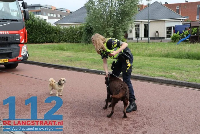 Hond belandt in sloot in Sprang-Capelle, politie en brandweer schieten te hulp 16 Hond belandt in sloot in Sprang-Capelle, politie en brandweer schieten te hulp 112 De Langstraat