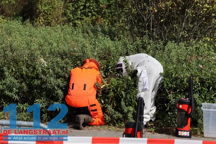 Groot nest Aziatische hoornaars verwijderd in Kaatsheuvel 5 Groot nest Aziatische hoornaars verwijderd in Kaatsheuvel 112 De Langstraat