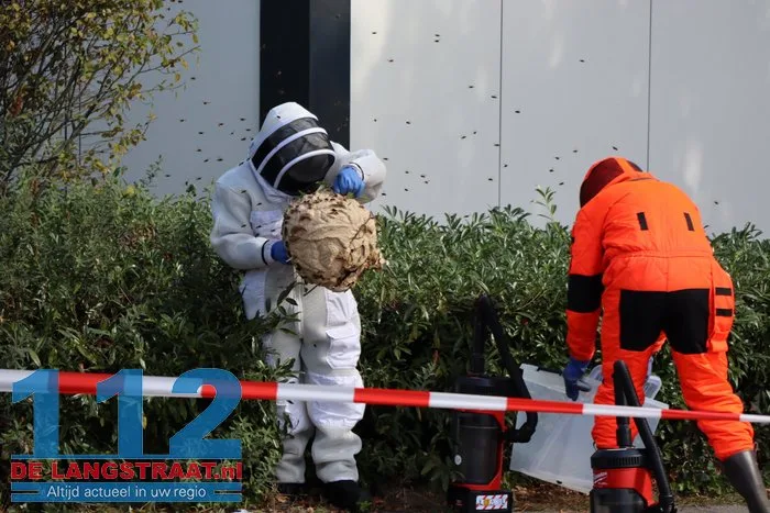 Groot nest Aziatische hoornaars verwijderd in Kaatsheuvel 7 Groot nest Aziatische hoornaars verwijderd in Kaatsheuvel 112 De Langstraat