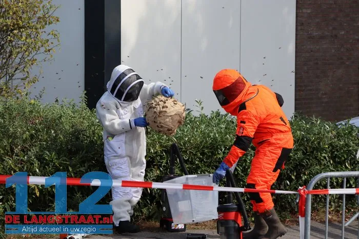 Groot nest Aziatische hoornaars verwijderd in Kaatsheuvel 8 Groot nest Aziatische hoornaars verwijderd in Kaatsheuvel 112 De Langstraat