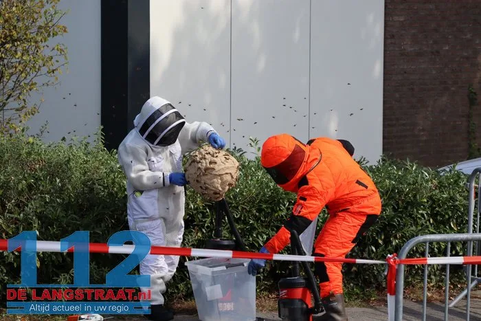 Groot nest Aziatische hoornaars verwijderd in Kaatsheuvel 9 Groot nest Aziatische hoornaars verwijderd in Kaatsheuvel 112 De Langstraat