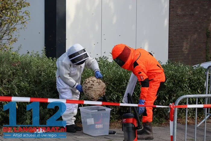 Groot nest Aziatische hoornaars verwijderd in Kaatsheuvel 10 Groot nest Aziatische hoornaars verwijderd in Kaatsheuvel 112 De Langstraat
