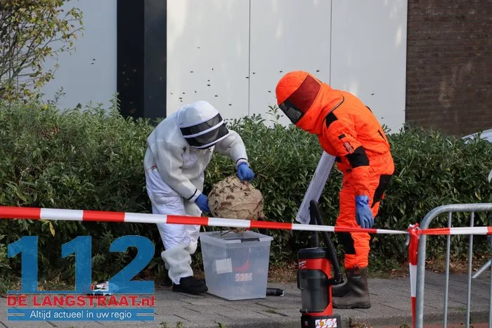 Groot nest Aziatische hoornaars verwijderd in Kaatsheuvel 11 Groot nest Aziatische hoornaars verwijderd in Kaatsheuvel 112 De Langstraat