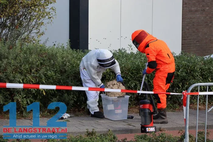 Groot nest Aziatische hoornaars verwijderd in Kaatsheuvel 12 Groot nest Aziatische hoornaars verwijderd in Kaatsheuvel 112 De Langstraat