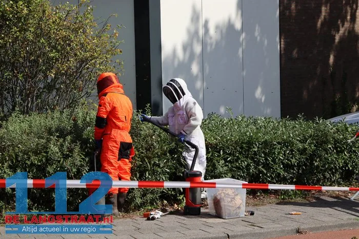 Groot nest Aziatische hoornaars verwijderd in Kaatsheuvel 16 Groot nest Aziatische hoornaars verwijderd in Kaatsheuvel 112 De Langstraat